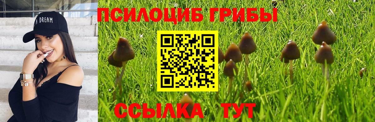 Псилоцибиновые грибы ЛСД Зеленогорск